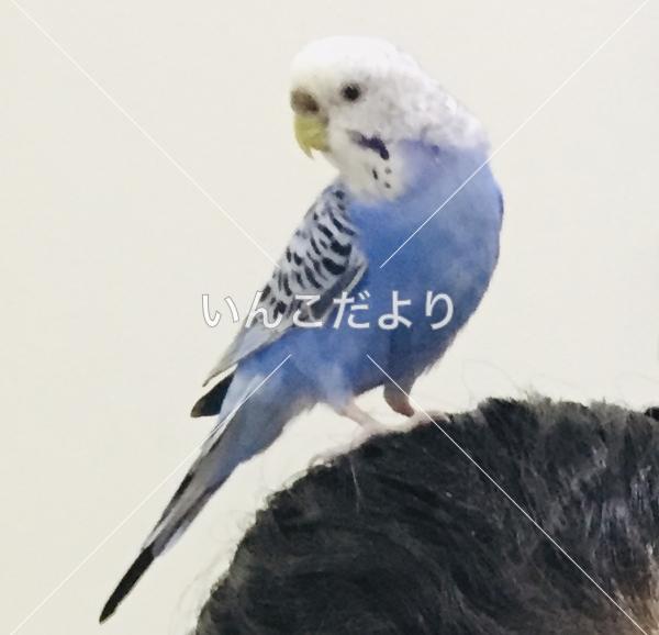 コメントの画像