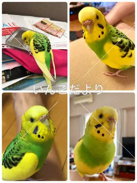 コメントの画像