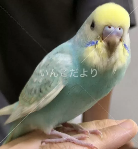 コメントの画像