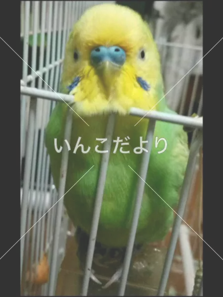 コメントの画像