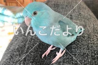 コメントの画像
