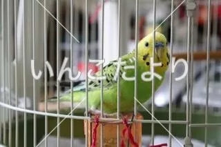 コメントの画像