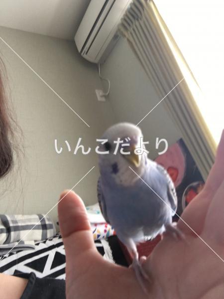 コメントの画像