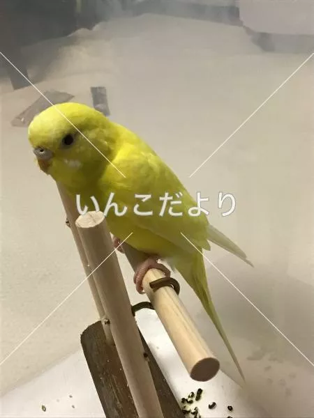 コメントの画像