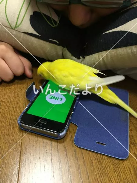 コメントの画像