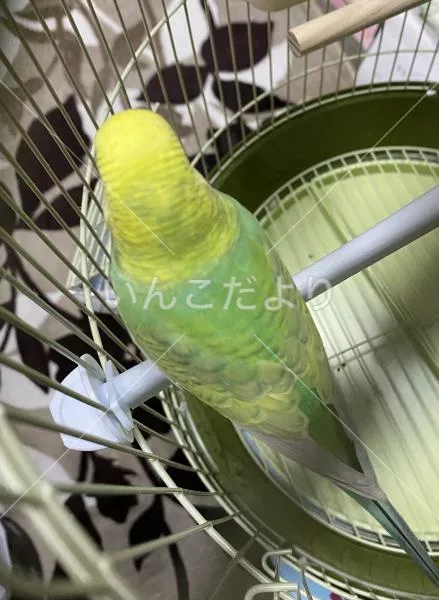 コメントの画像