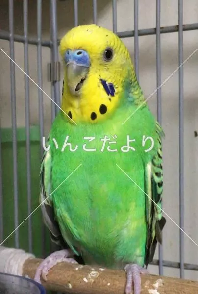 コメントの画像