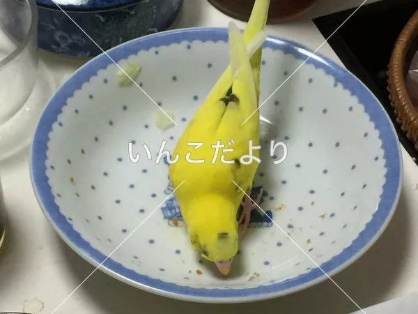 コメントの画像