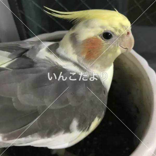 コメントの画像