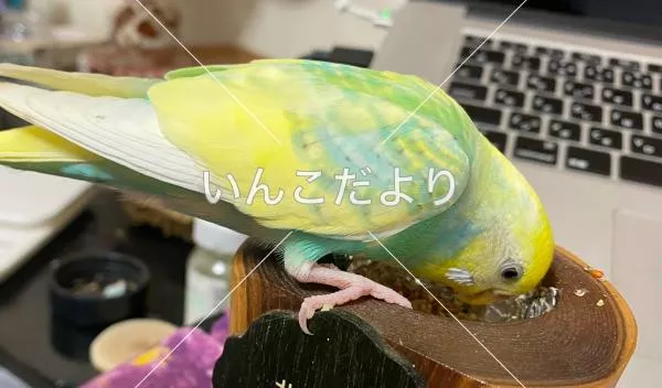 コメントの画像