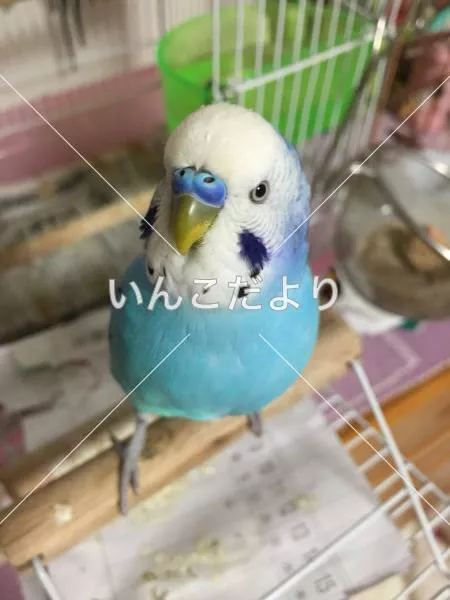 コメントの画像