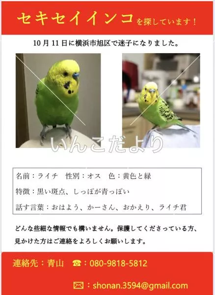 コメントの画像