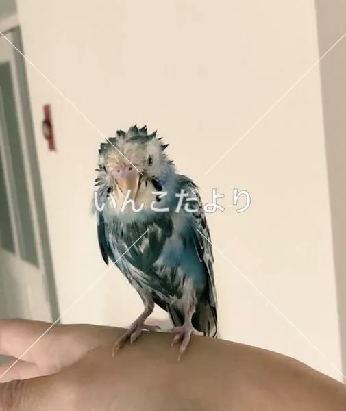 コメントの画像