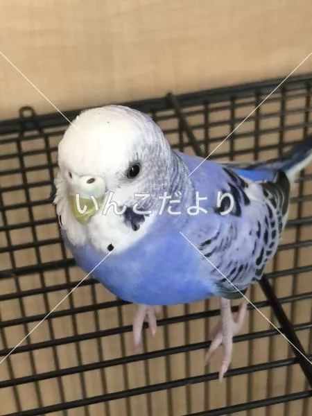 コメントの画像