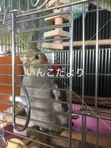 コメントの画像