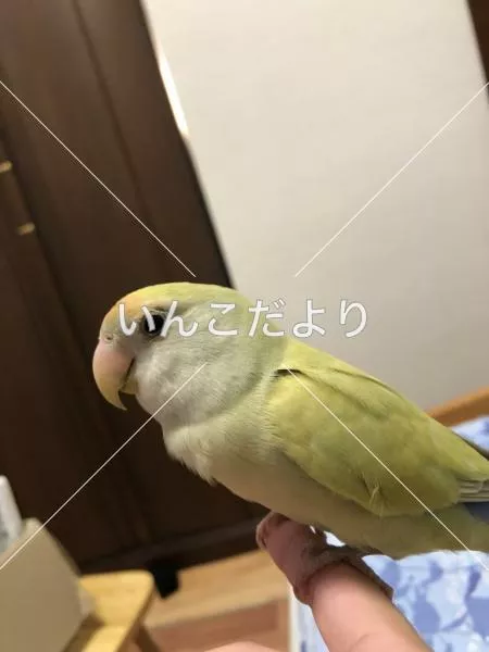 コメントの画像