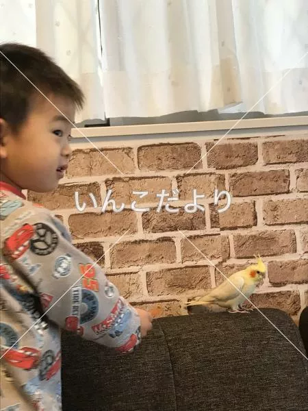 コメントの画像