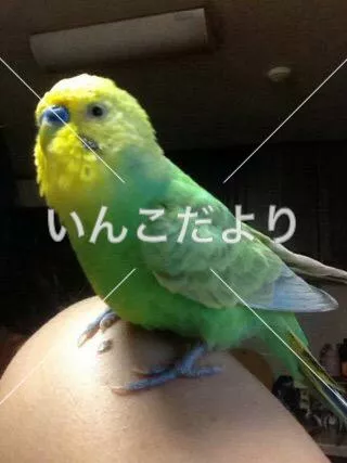 コメントの画像