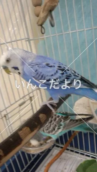 コメントの画像