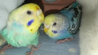 コメントの画像