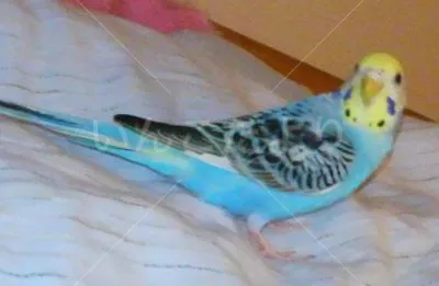 コメントの画像