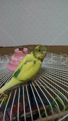 コメントの画像