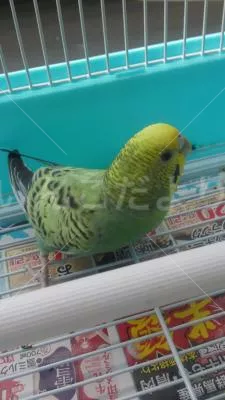 コメントの画像