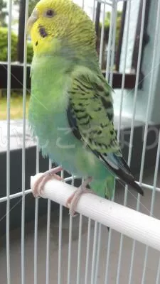 コメントの画像