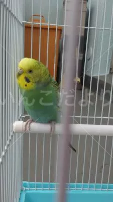 コメントの画像