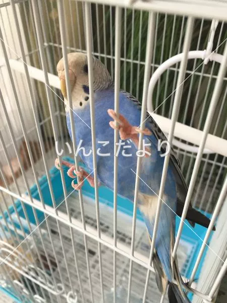 コメントの画像