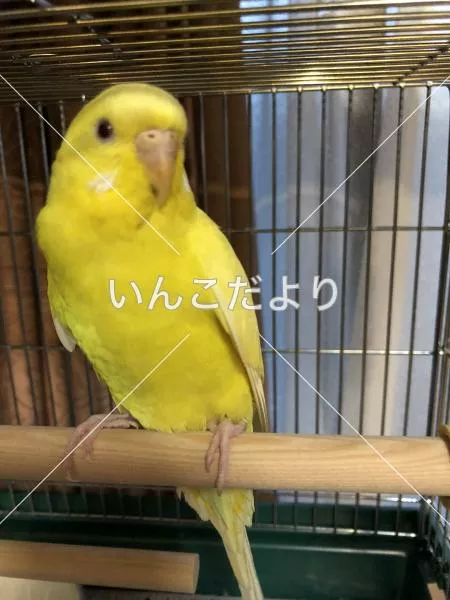 コメントの画像