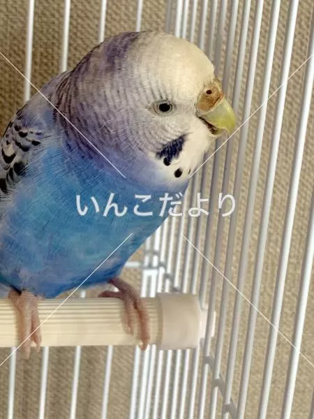 コメントの画像