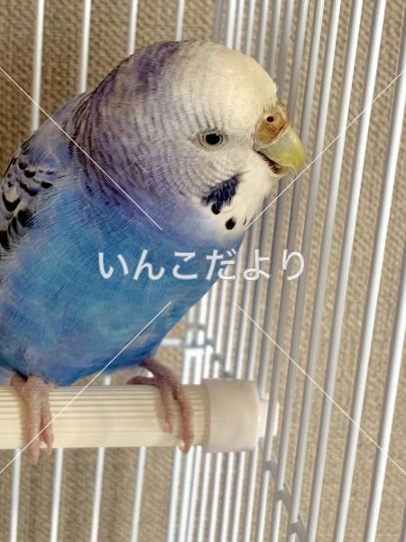 コメントの画像