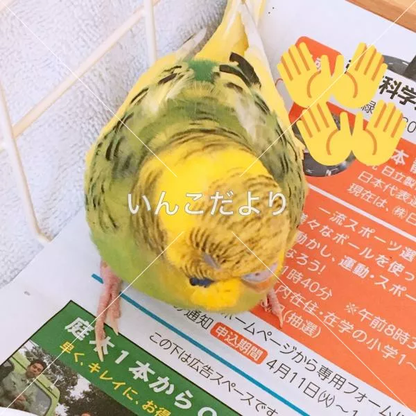 コメントの画像