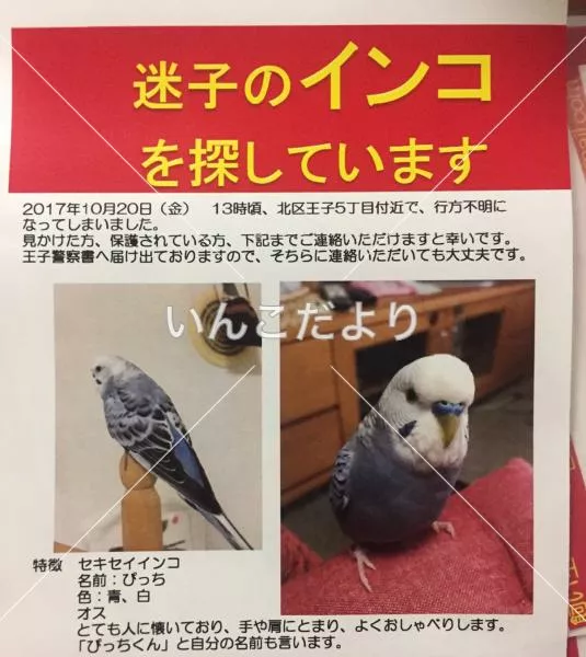 コメントの画像