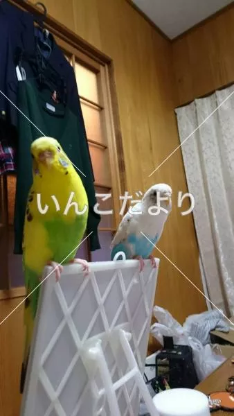 コメントの画像