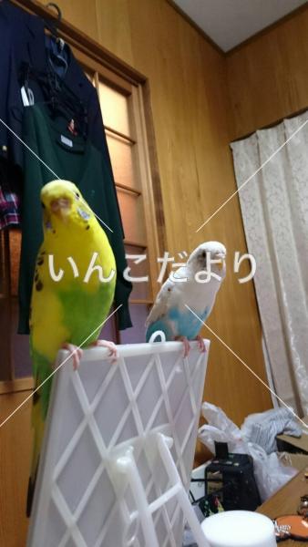 コメントの画像