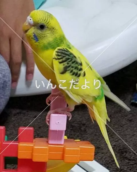 コメントの画像