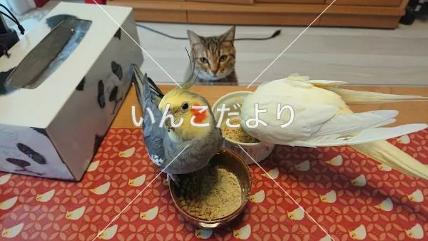 コメントの画像