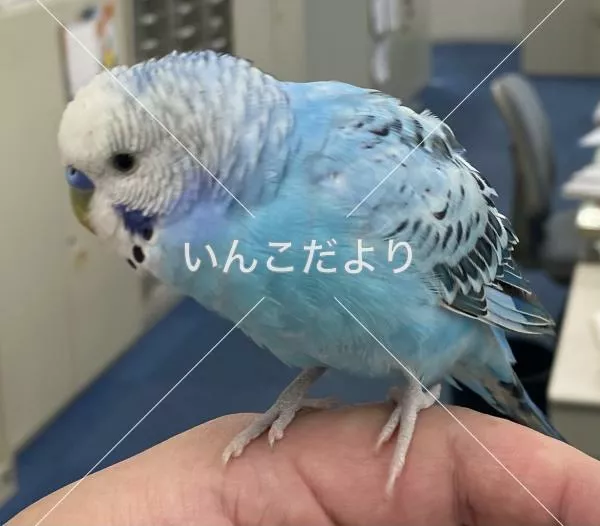 コメントの画像