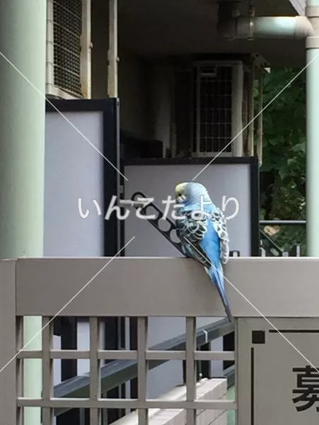 コメントの画像