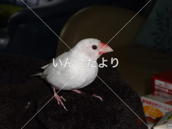 コメントの画像