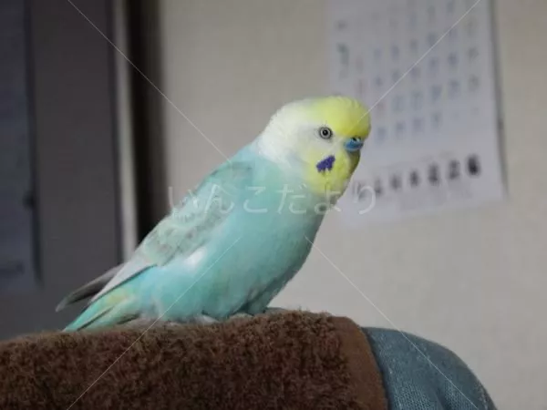 コメントの画像