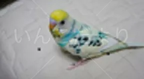 コメントの画像