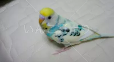 コメントの画像