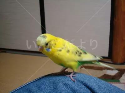 コメントの画像