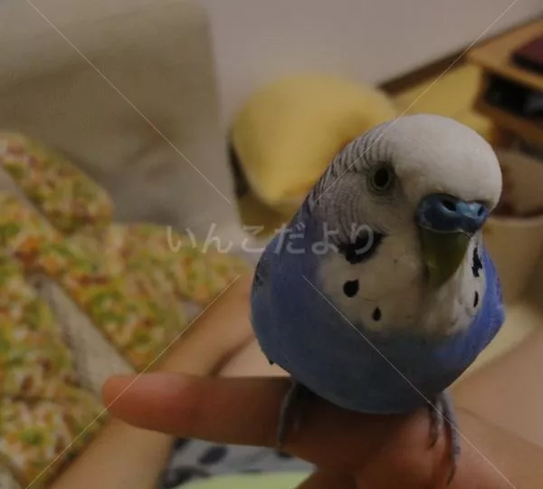 コメントの画像