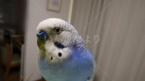 コメントの画像