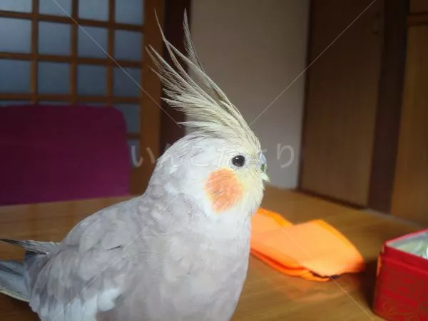 コメントの画像