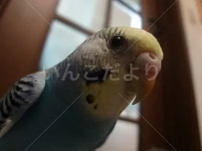 コメントの画像